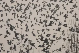 真是乌压压一片 数万只乌鸦齐聚原阳黄河滩区图片