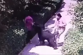 河南“狗咬人”犬主系市场监管部门专员，被停职！已上门道歉图片