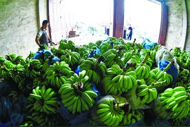 冷天热销，南宁坛洛香蕉迎来大量订单图片
