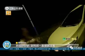 警方提醒完没多久，一群野猪排着队一溜小跑又撞车了图片