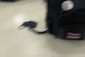 全美最繁忙机场发生枪支走火事件：乘客四散而逃，匍匐躲避枪击图片