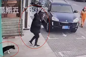 小狗疑遭遗弃拖着“瘸腿”追赶女主人，宠物医院：不能见死不救图片