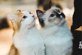 宠物网红：替人赚钱的工具猫狗图片