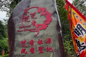 视频｜小雪节气采头香，“东莞香典”活动在大岭山举行图片