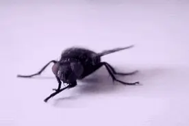 苍蝇为什么总喜欢“搓手”？还会把头拧下来玩？看完真相惊呆了…图片