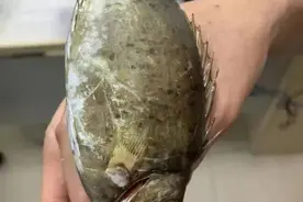 女子举着一条鱼进了医院！医生：做得对图片