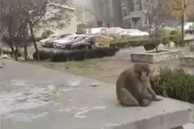 房山丨一小区惊现顽猴！专家建议报警处理，被抓伤后有患病风险图片