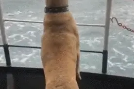 土耳其网红流浪狗被指"在公交上乱拉屎"，一查竟发现是人为栽赃…图片