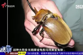 广州：“异宠”违规寄递入境 海关查获10厘米长活体甲虫视频封面