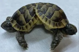 土耳其发现罕见连体乌龟 长六条腿共用下半身图片