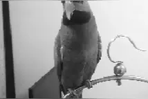 男子网上晒只鸟 三人涉嫌犯罪被刑拘图片