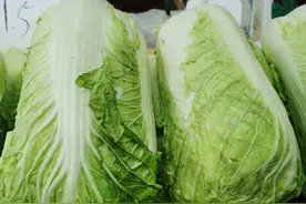 “百菜不如白菜”，关于白菜的这些知识你了解吗？图片