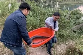 「快点融媒」没想到是国家二级保护动物！乐清男子把买来的鳗鱼放了……图片