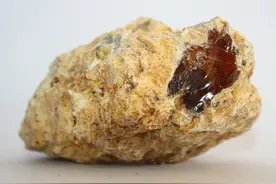 博物志 | 龙涎香到底是什么？它的香味又从何而来图片