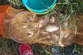 大师钓鲫鱼果然有招，一起来学习一下吧图片