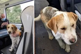 爱尔兰一只狗狗独自跳上火车历险后与主人团聚图片