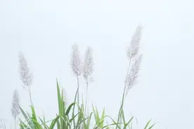 全球连线｜“一带一路”怎样惠民生？来看走向世界的“中国草”视频封面