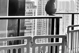 贵阳野生猕猴闯民宅 专家：正考虑分流图片