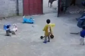 小小男子汉！6岁哥哥安慰俩被牛犊吓哭妹妹图片