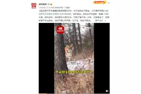 男子开车遇“拦路虎”：相距仅5米，它不走我也不敢走图片