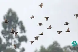 你会念几个？鸻、鹬、鹛、鹨、鹀、鸫……成都新增10种野生鸟类记录图片