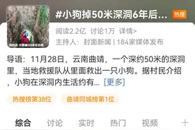 小狗独自被困深洞近6年！终于获救...图片