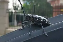 生活随笔 | 奇遇小生命图片