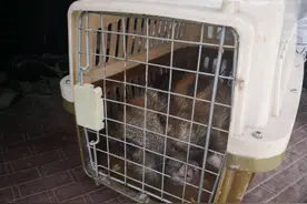 村民下套抓野猪回家圈养 涉嫌非法狩猎罪被起诉引争议图片