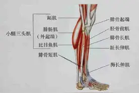 小腿粗又硬？最全面最清晰的小腿拉伸大法，送给早起晨练的你！码住图片
