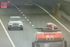 畅行高速丨青岛面包车想捡“二师兄”，这代价不菲图片