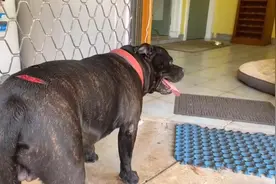 澳大利亚一只宠物狗从鳄鱼嘴下逃生 背部留下3道伤口图片