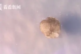 全球首个活体机器人实现自我繁殖 酷似吃豆人图片