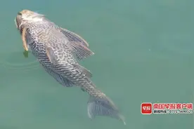 有人专钓难吃的“清道夫”！南宁这群钓友有点特别图片