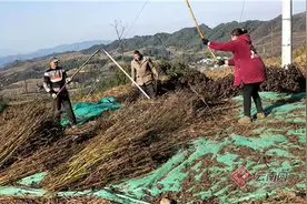 云南彝良：龙街4000亩紫苏飘香乡村振兴路图片