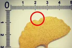 叶子，枝干……5种方法让你快速学会分辨银杏树的性别图片