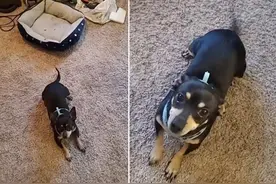 美国一女子发现领养的小狗听不懂英语指令却能听懂西班牙语图片