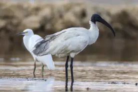 罕见！云南保山首次发现这种国家一级保护动物图片