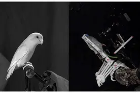 给无人机加爪子登《科学》子刊封面，斯坦福研发仿生鸟机器人图片