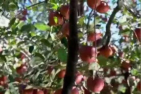 四川盐源：“丑苹果”变“网红”借力电商走出大凉山图片