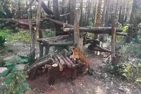 上海动物园改造了一座大型“猫爬架”~看看TA的主人是谁图片