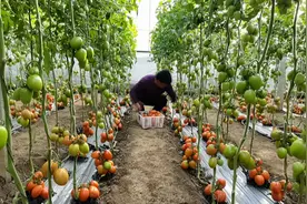 博兴：大雪节气丰收忙 ，小西红柿带动农民增收致富视频封面