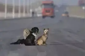 鸭子高速公路“溜达”交警蜀黍无奈“送客”图片