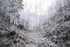 广西雾凇绝佳观赏地合集！这里有着南方人对冰雪的天然向往……图片