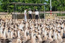 “世界鹅王”澄海狮头鹅实现首次出口图片