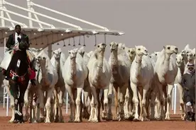 痛失6600万美元大奖机会 沙特40头骆驼因整容被踢出选美大赛图片