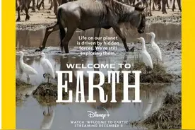 参考封面秀｜没有角马就没有塞伦盖蒂图片