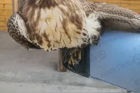 鵟是大家常说的老鹰 部分选择在河南越冬图片