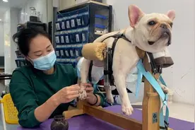 当宠物中医11年，她给瘫痪的法斗做针灸、蜕皮的花蛇洗药浴图片