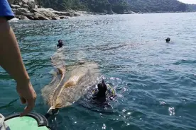 深圳潜水志愿者在海底捡垃圾：海洋垃圾对海域环境的破坏让人心酸图片