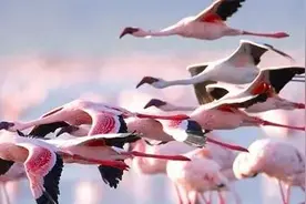 34种自然好书 | 惊艳全球的生命传奇图片